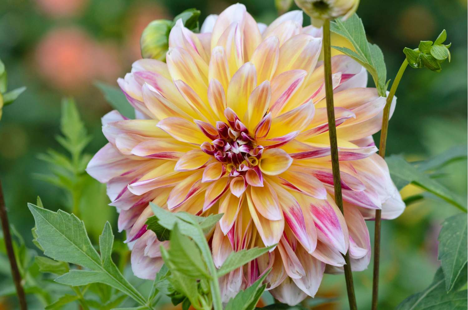 Dahlie 'Caribbean Fantasy'